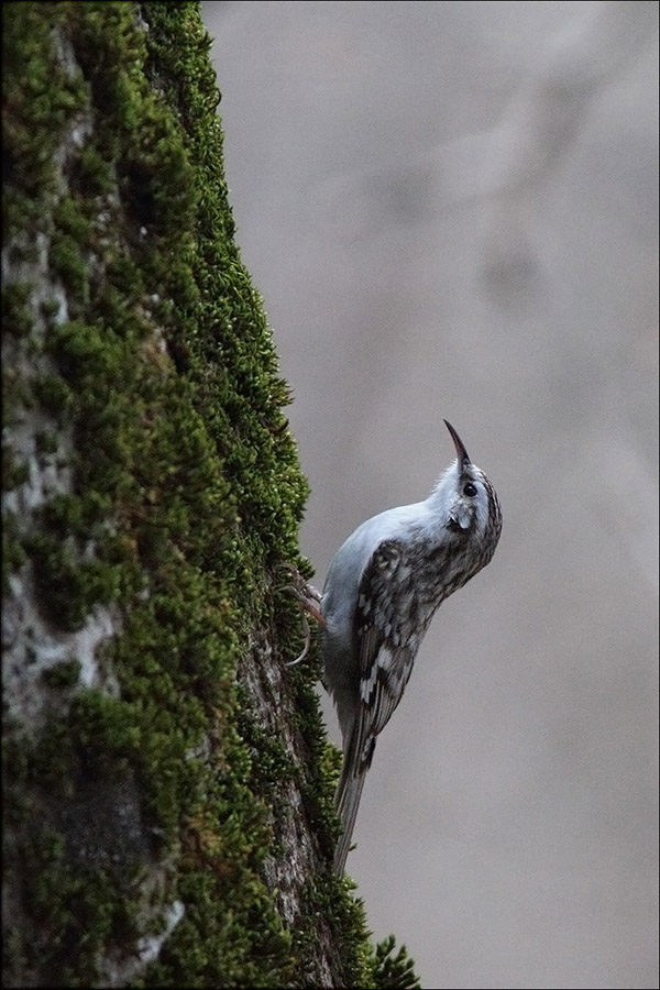 Rampichino....alpestre?
